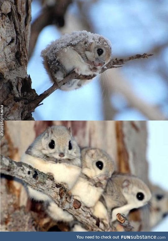 Japanese flying squirrels are adorable
