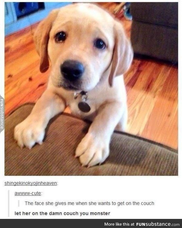 My dog makes the same face whenever she spots me eating something.