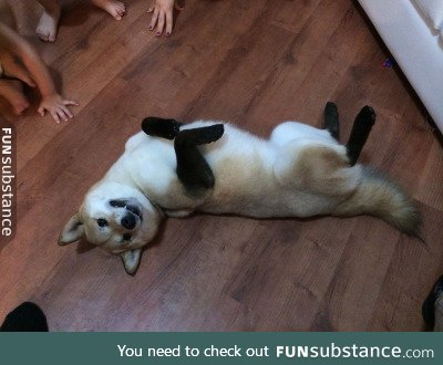 LOOK ! IT HAS SOCKS !!!