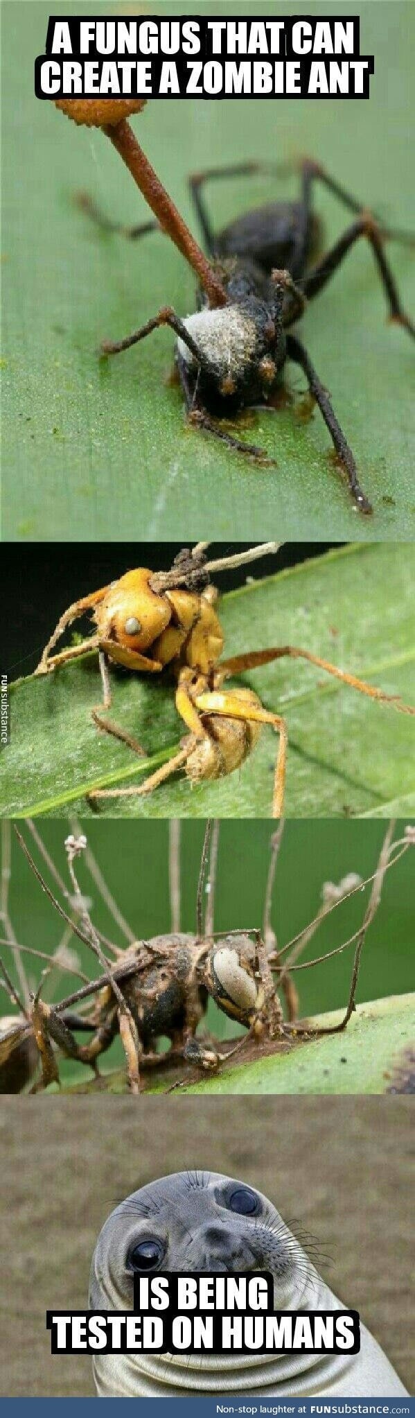 Ophiocordyceps unilateralis, being tested for medical values