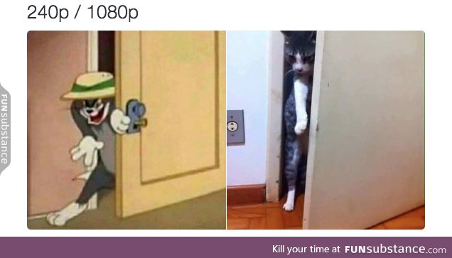 Cat vs cat