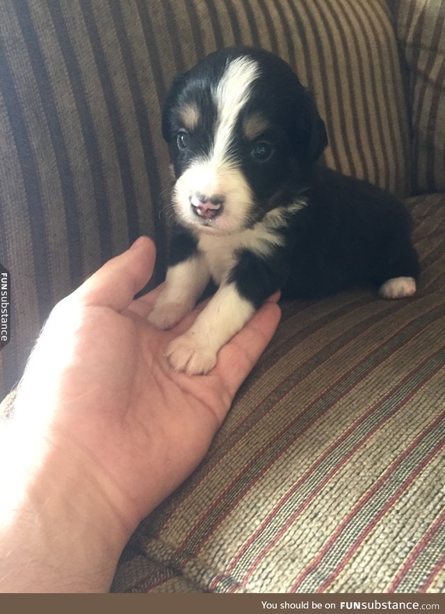 Smol pupper holds hand