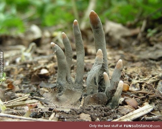 Xylaria polymorpha, a fungus known as "dead man’s fingers"