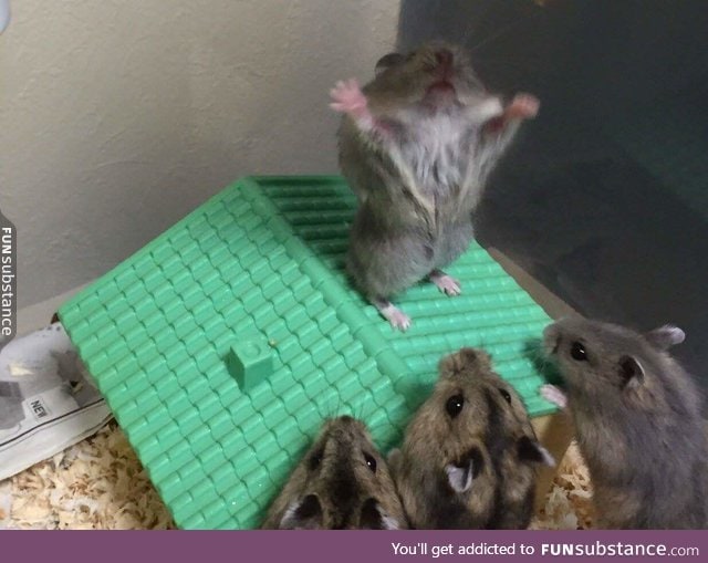 Praise lord Hamtaro