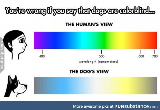 The Truth About A Dog's Eyes