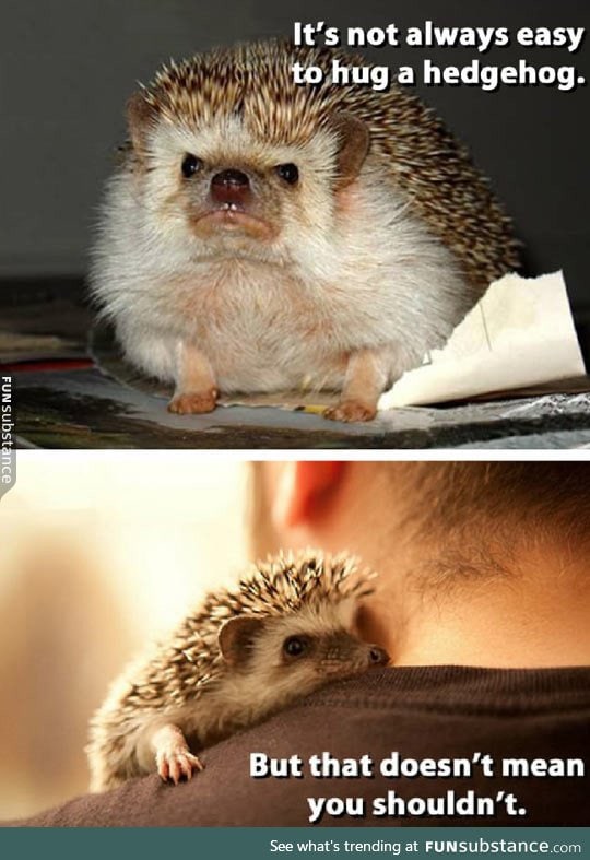 Hug a hedgehog today