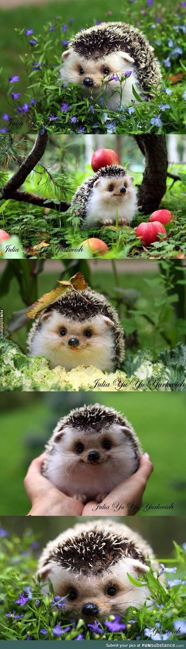 Happy hedgehog