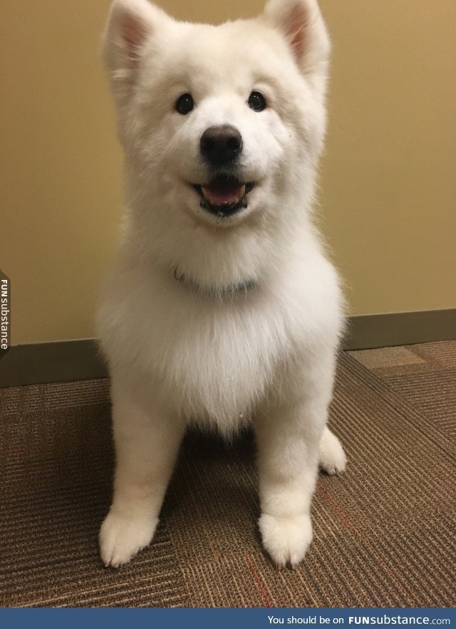 14 yer old floof looks like a puppo