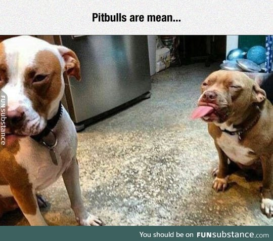 That's Not Nice, Mr. Pitbull