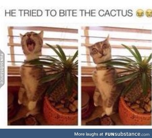 when the cat's an idiot