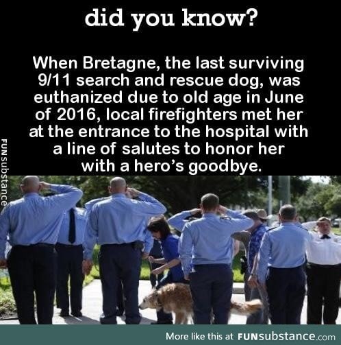 Last respect for the rescue dog