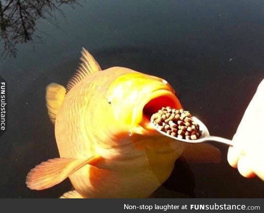 VVVVVV RArE WaTER PUPPer does a treat!!