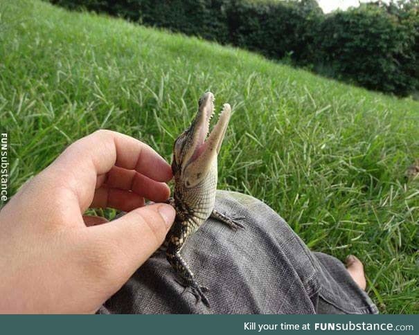 Even tiny gators need snuggles