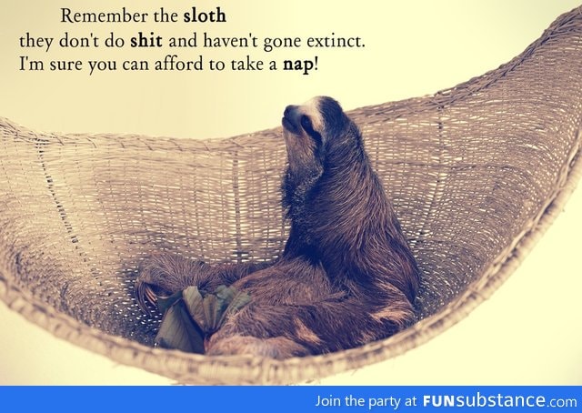 Sloth life