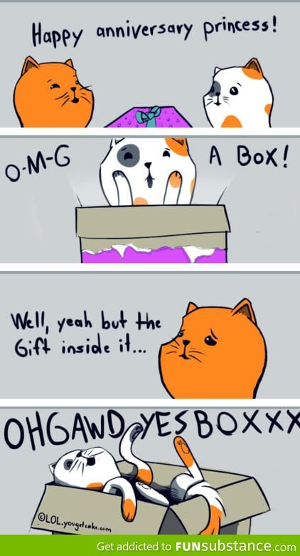 When cats get presents
