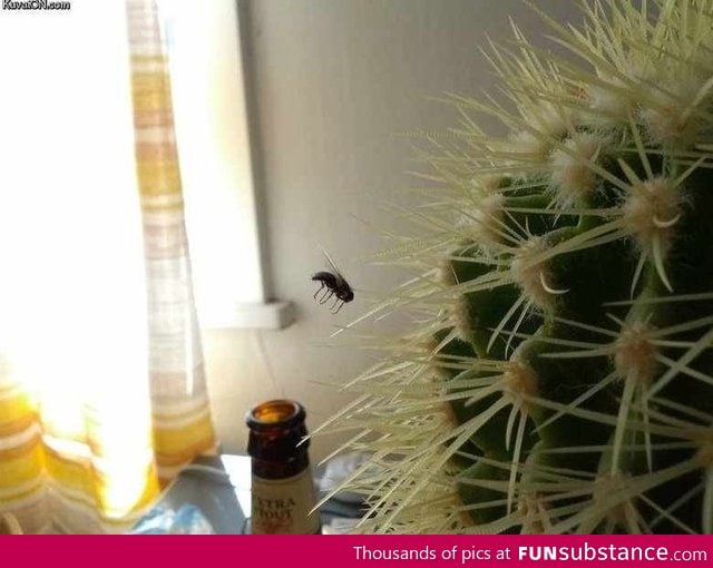 Bad luck bug