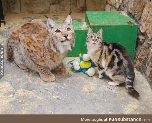 Cat breaks into a zoo to become best friends