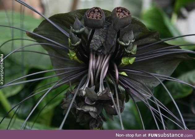 The chinese black batflower