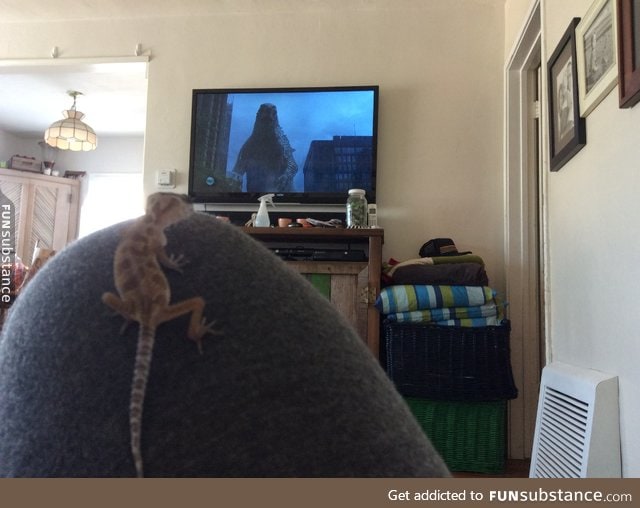 Just watching Godzilla with my gecko. He'll grow up to be my little destroyer of cities