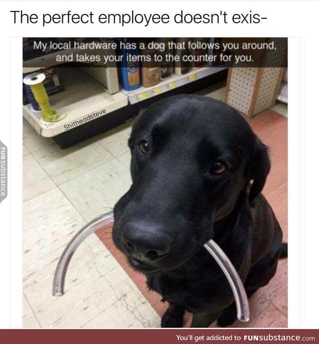 Pupper does a helpful