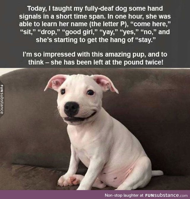 Never give up on your dog