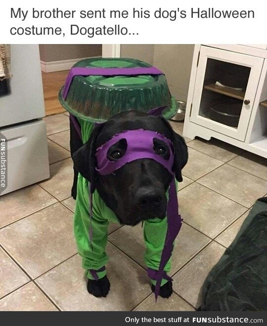 Meet Dogatello