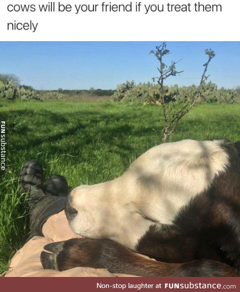 Cows are very large friends
