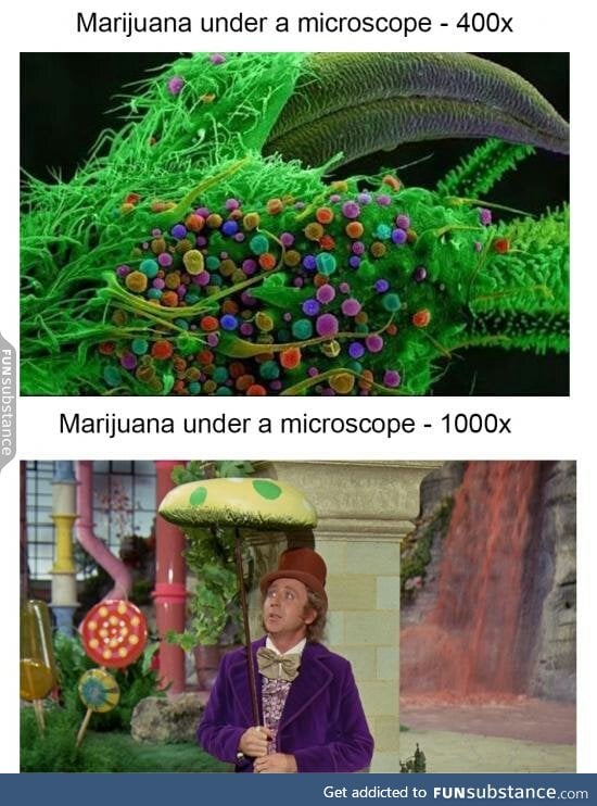 Marijuana under a microscope