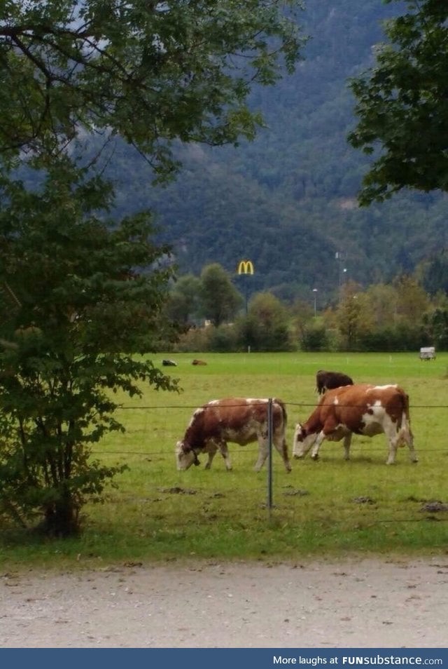 A wild McDonald's stalking it's prey