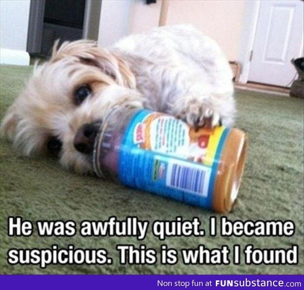 Clever dog