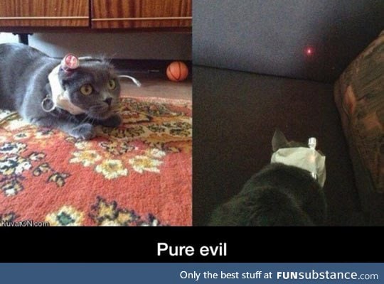 The owner of this cat is satan himself
