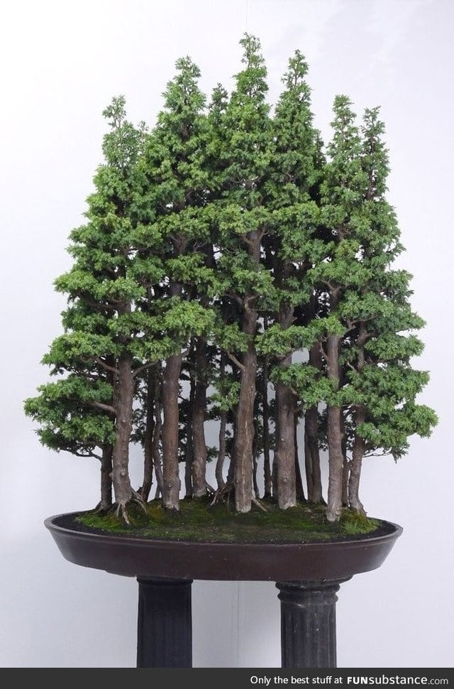 Bonsai forest