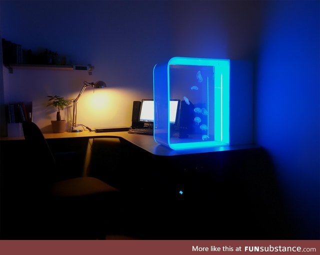 A Jellyfish tank