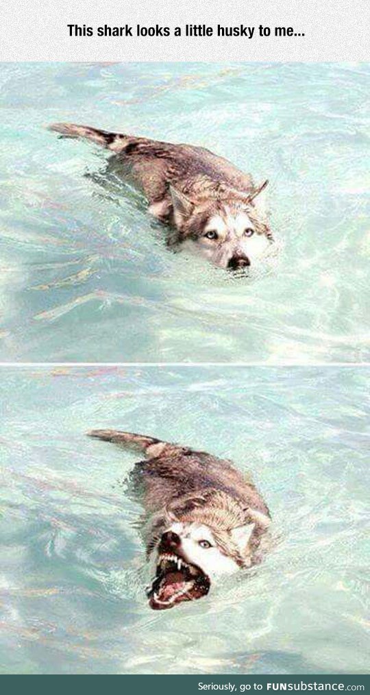 Such a strange shark