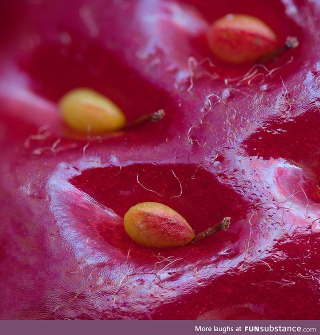Strawberry "seeds" are actually the fruit, here's a close-up showing the stems