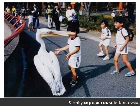 And thats the day the boy became afraid of pelicans