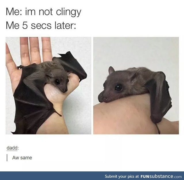 Please no leave (and I miss my pet bat)