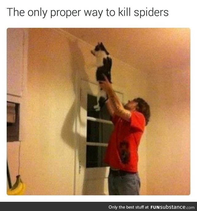 How to kill a spider safely