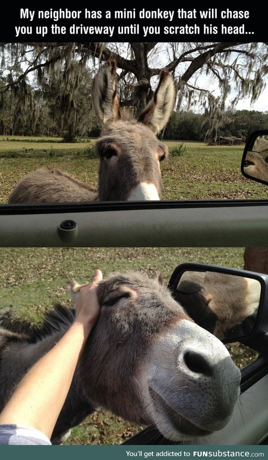 You'll Probably Never Be As Happy As This Donkey