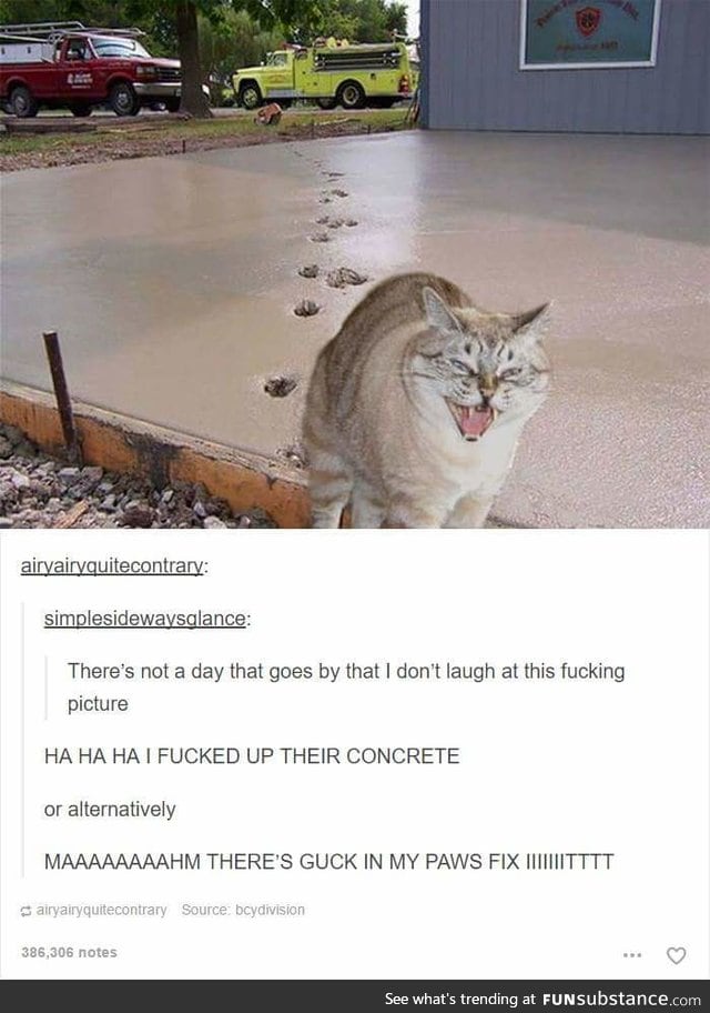 Cats