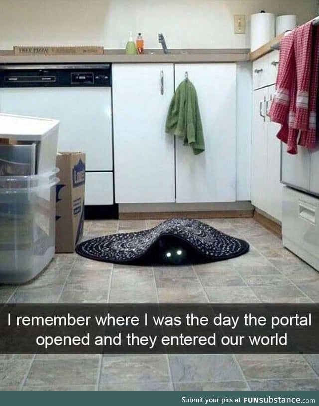 The arrival of the cats