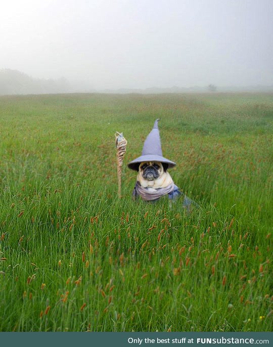 Gandalf the pug