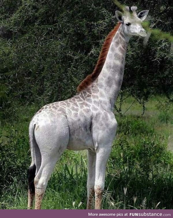 An albino giraffe