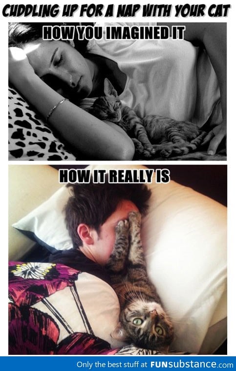 Cats aren't exactly cuddly animals