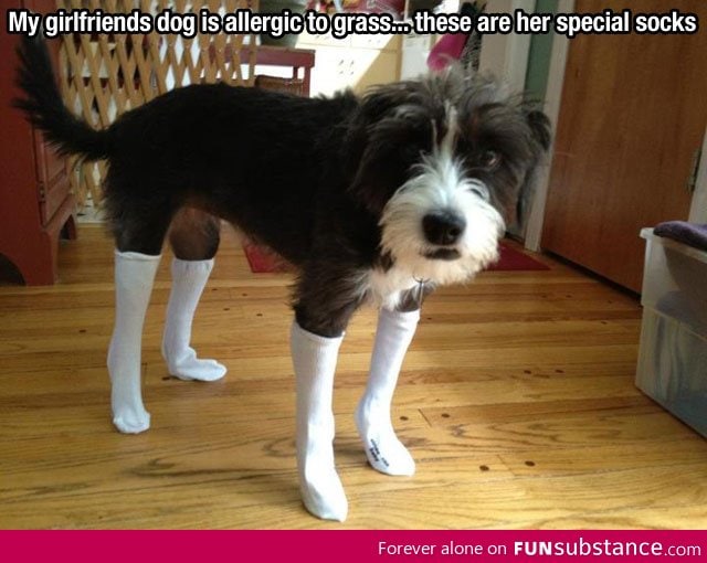 Special socks for the dog