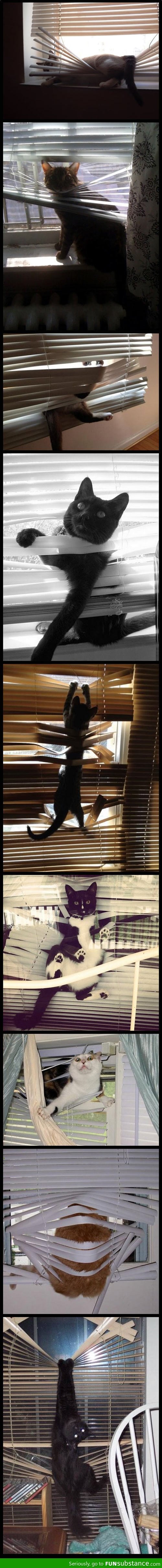 Cats vs Blinds