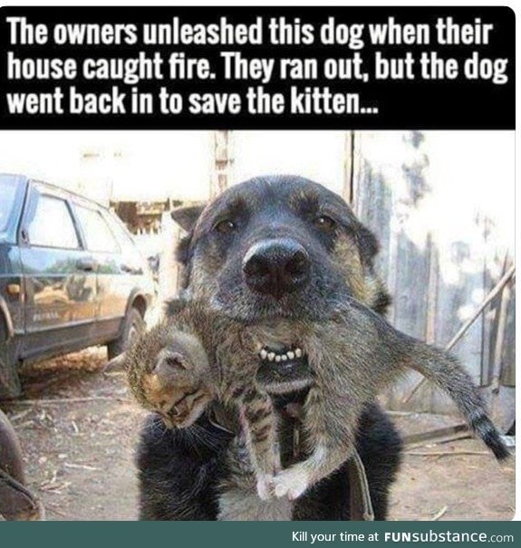 Dogs are angels