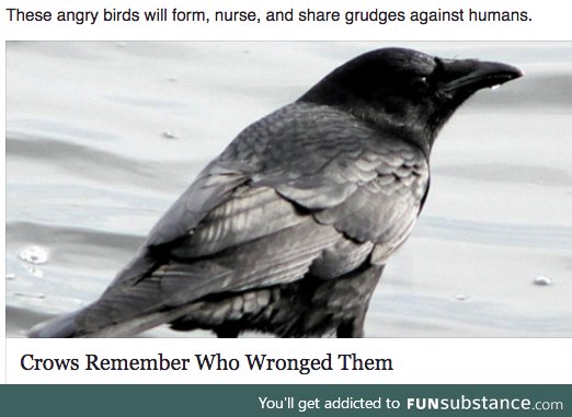 Crows are like one big mafia