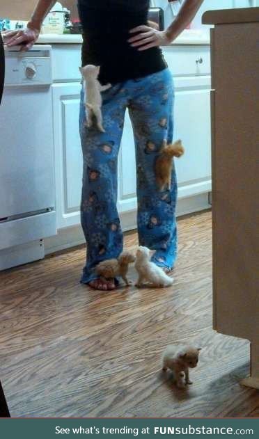 The ultimate in kitten sports - pants climbing
