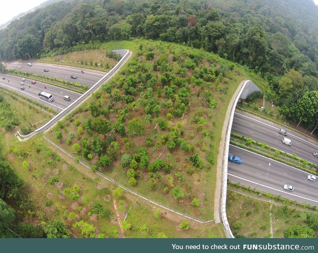 In Singapore we also have animal bridges